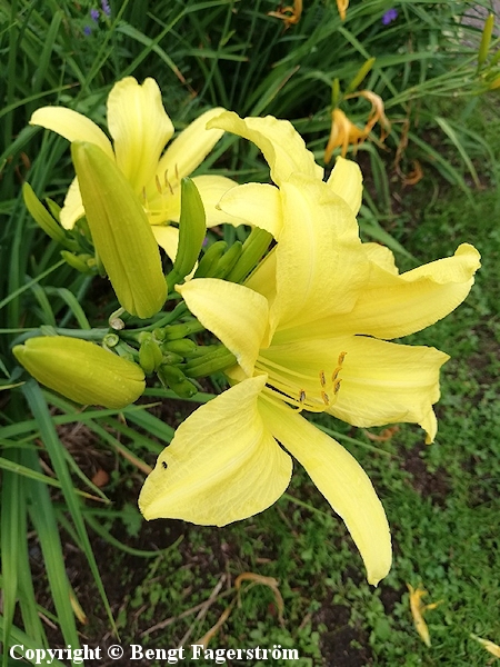 Hemerocallis Hybrida-Ryhm 'Hyperion'